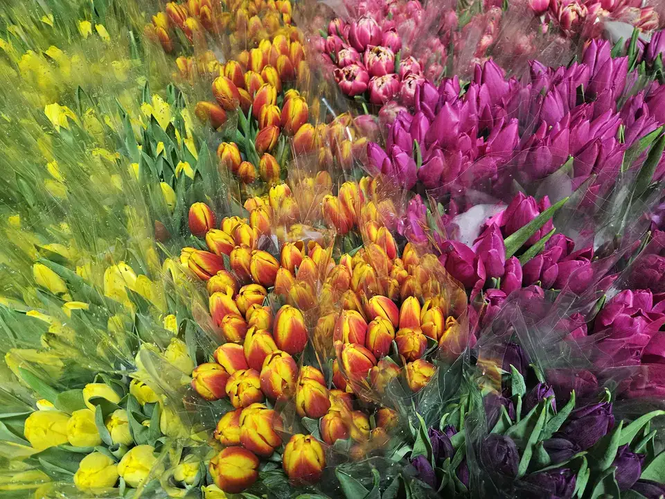 Antalya’nın Gururu Suda Laleler Kadınlar Günü'ne Hazır 1